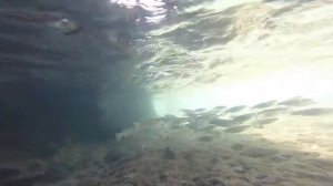 Sharm El Sheikh Nabq Bay snorkelling the red sea with Gopro hero 3+