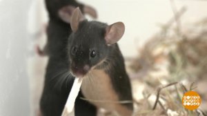 Осторожно, мышиная лихорадка! Доброе утро. Суббота. Фрагмент выпуска от 11.06.2022