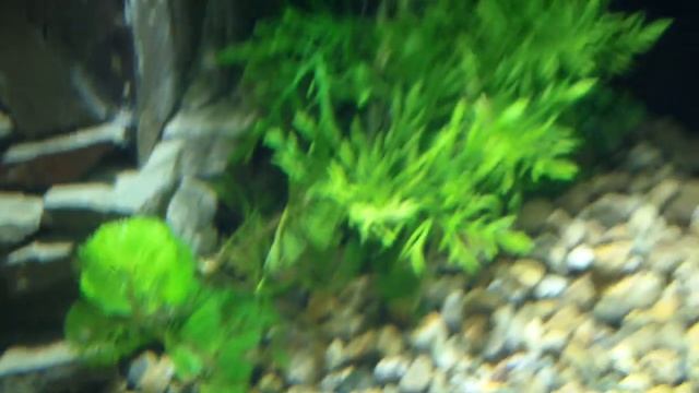 Аквариум на дождевой воде, вторая неделя после запуска, подключил Co2 смотреть онлайн
