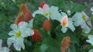 Павел Панин - Для моей любви...  Pavel Panin - For my love.