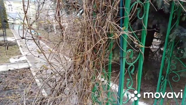 Каприфоль. Многолетняя лиана.