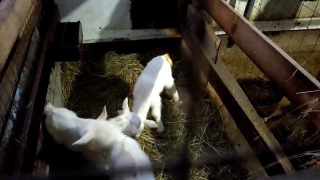 Кормление козлят с первых дней жизни / Зааненские козлята / Схема кормления