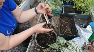 Каладиумы, делим и пересаживаем. 🌱