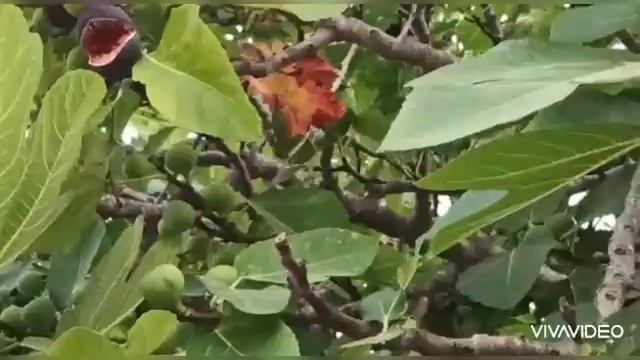 СЕЗОН ИНЖИРА В АНТАЛИИ НАЧАЛАСЬ смотреть онлайн