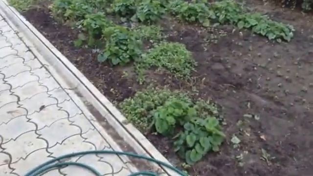 Как сделать цветник когда собаки в доме смотреть онлайн