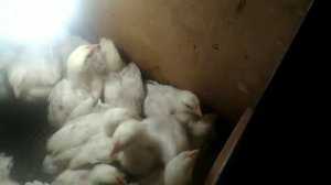 Цыплята хрипят/ 5 дней пьем антибиотик/ вес больных цыплят в 14 дней #весбройлерав14дней #бройлер