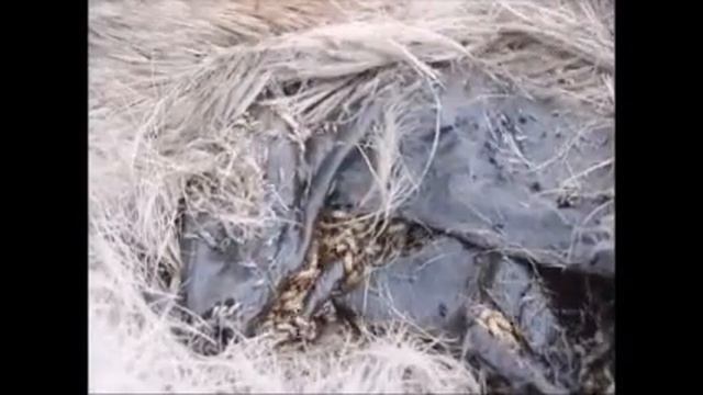 , Предупреждение Личинки едят олень и волк червей внутри кролика смотреть онлайн