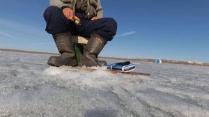 Судак на кастмастер..
