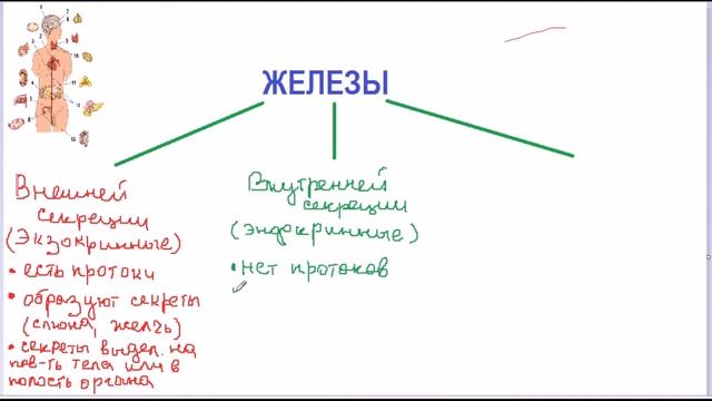 Классификация желез внутренней секреции смотреть онлайн