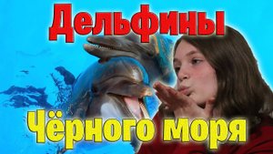 Всё о черноморских дельфинах | Происхождение, виды...