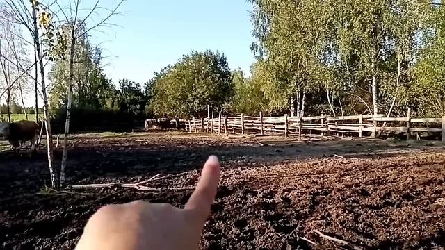 Убрали зерно?как дела у бычков, коров и птицы? смотреть онлайн