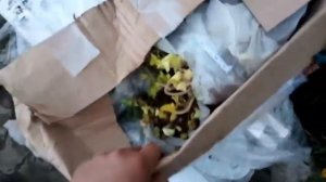 Что бывает с клубникой фриго после недели покатушек СДЭКом.