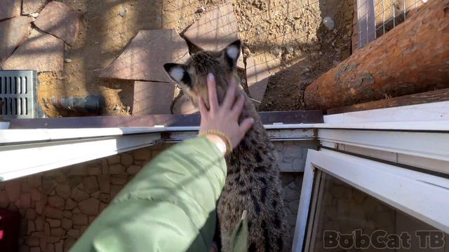 БОБКЭТ РУФУС ОХОТИТСЯ ЗА ЛЕТАЮЩИМ ПАУКОМ смотреть онлайн