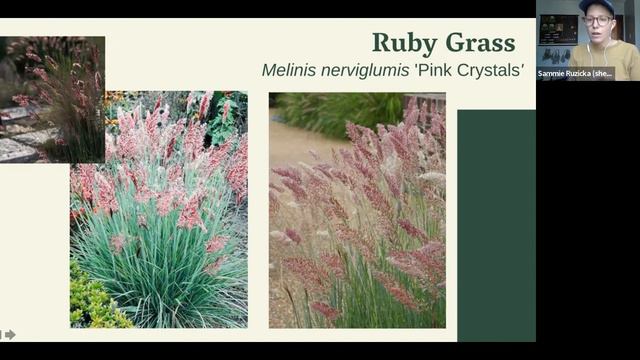 Top 10 Sensory Plants смотреть онлайн