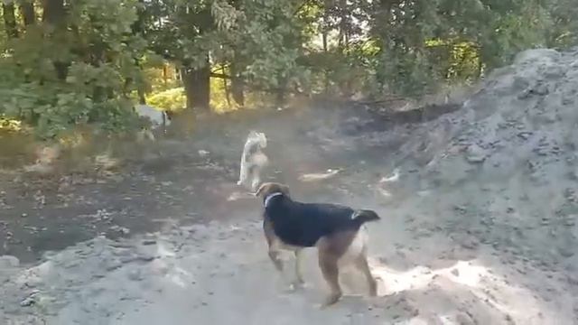 Тимерташ Царица Судьбы (Краснодар) дочь Вивы и Илюши (Тимерташ Вива Ла Дива + Тимерташ Илья Муромец смотреть онлайн