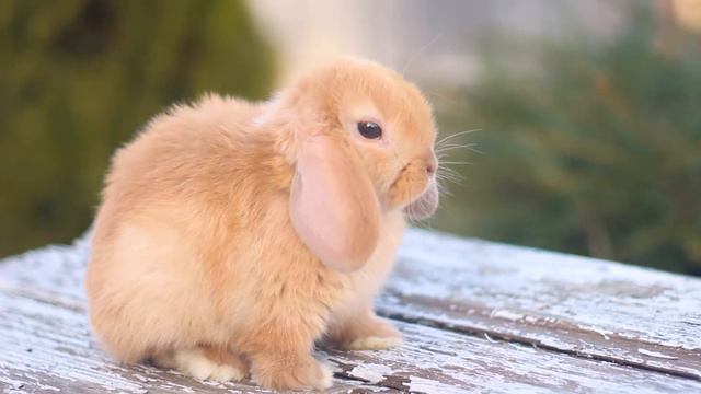 ДВ Сайрус, минилоп, шоколадный тюрингенский смотреть онлайн