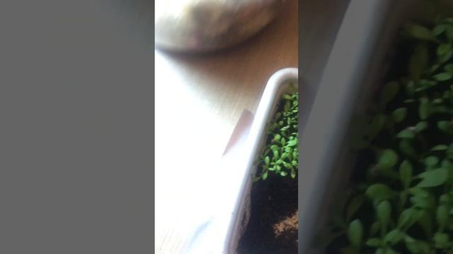 ГЕЛИХРИЗУМ (сухоцвет)всходы пикировка 2023 смотреть онлайн