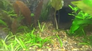 Ловушка (отлов)  улиток. Кормление улитками рыбок.