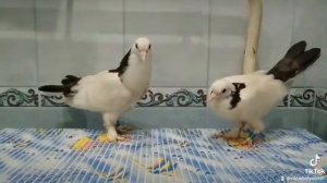 Бакинские широкохвостые голуби шейки 2021 год весна