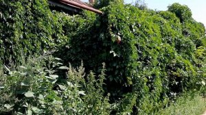 Поездка в поселок Пинеровка #Балашовского района Саратовской области.