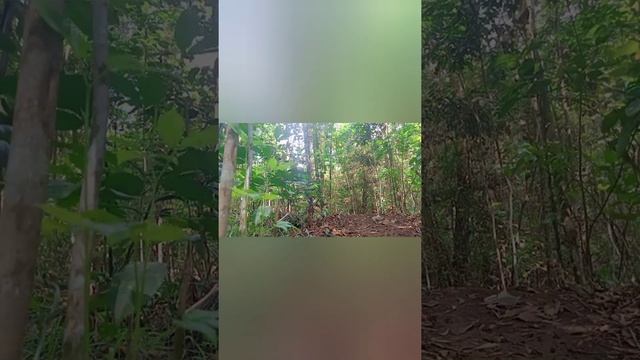 riding on single trail with the sounds of nature. dartmoor primal смотреть онлайн