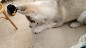 ЩЕНОК ХАСКИ | ХАСКИ ГРОМ РЫЖИЕ УШКИ