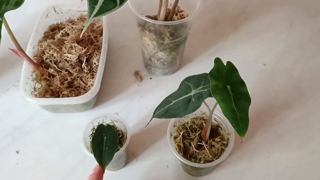 АЛОКАЗИЯ Полли. После омоложения и такие разные детки)☺️ смотреть онлайн