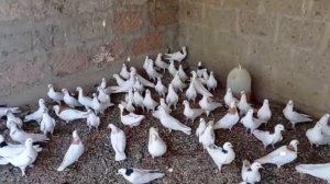 Голуби Генриха Костаняна. Армянские Гаревизы. АРМЕНИЯ. Armenian Gareviz Doves. ARMENIA.