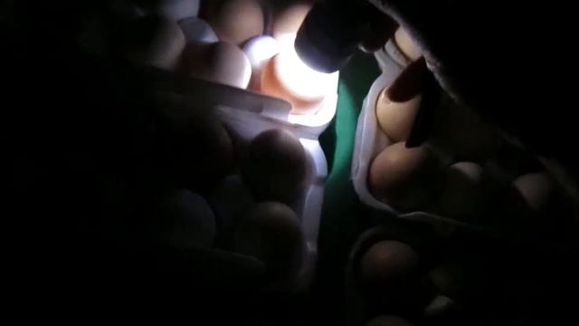 Инкубирование яиц в инкубаторе "Несушка" на 63 яйца.