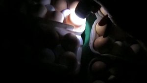 Инкубирование яиц в инкубаторе "Несушка" на 63 яйца.