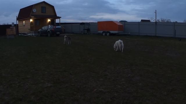 Кормлю лаек/Каюр ты заболел? смотреть онлайн