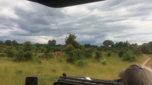 Африка.Зимбабвэ.Джип-сафари.И все больше животных у нас по маршруту.Март2018