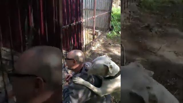 WORKING DOGS _ Рабочие собаки Питбульдоги Бульдоги Смотреть