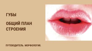 Губы. Общий план строения