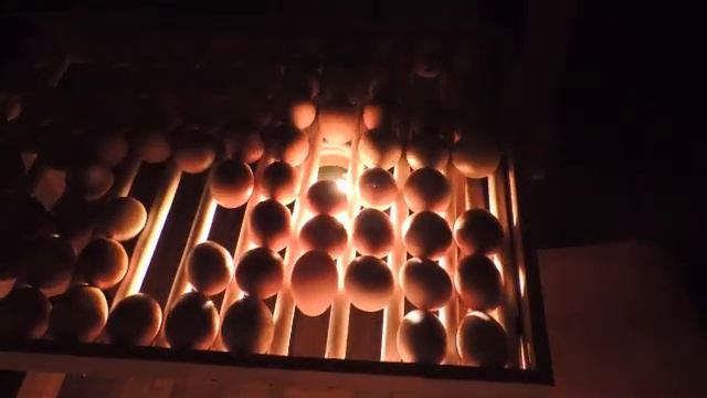 Овоскопирование яиц. смотреть онлайн