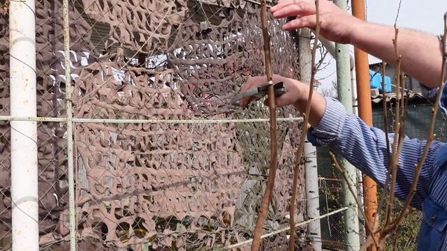 ОДЕССА ❤️ 10.04.23?ХУРМА ЭКСПЕРИМЕНТ от ПОДПИСЧИКА ?ПОСАДКА клубники правильно ❗️