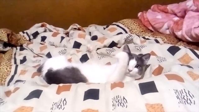 Кот бобтейл сладко спит на спине - нельзя не помацать смотреть онлайн