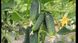 ТОП ЛУЧШИХ УРОЖАЙНЫХ ПУЧКОВЫХ ОГУРЦОВ ПРОВЕРЕННЫХ ГОДАМИ.ВКУСНЫЕ СОЧНЫЕ ХРУСТЯЩИЕ.ОБАЛДЕЕТЕ ОТ УРОЖ