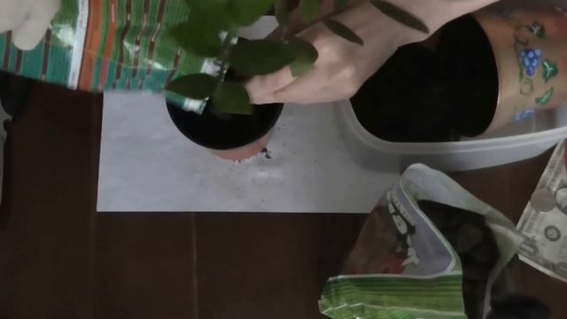Замиокулькас -  долларовое дерево или дерево удачи.   Правильный уход.
