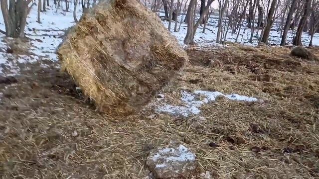 Зимнее кормление коров.
