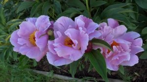 Пион МАРТА W ?? Paeonia MARTHA W: обзор, описание, цветение, отзыв
