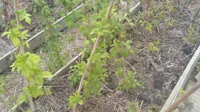 МАЛИНА. ОПЯТЬ ПРОБЛЕМЫ, ГДЕ ПОРОСЛЬ? смотреть онлайн