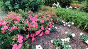 Róże 'Bad Birnbach' i 'Biedermeier' w Arboretum Wojsławice