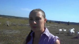 Электропастух. Летний выпас коз.