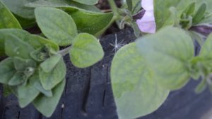 Профилактика болезней петунии.