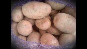 Выращивание картофеля для продажи на своём участке