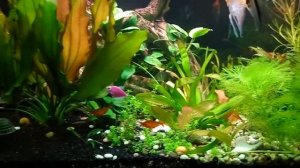 Эхинодорус Розе. Укореняем дочерние растения.