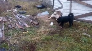 Поведение кобелей при течной суке.