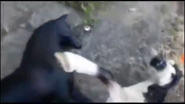 клип Грация и Аято из сериала : лошадь легенда смотреть онлайн