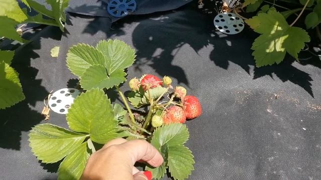 Камрад Победитель. Земляника. смотреть онлайн